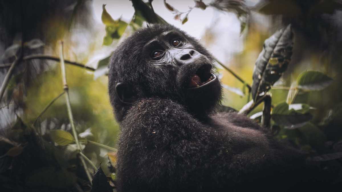 gorilla-trekking-uganda-bwindi