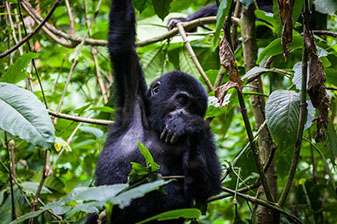 Gorilla Trekking in Uganda (2026):