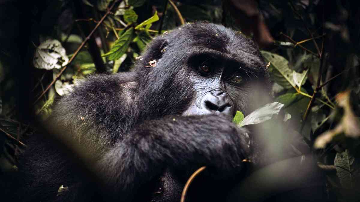 gorilla-trekking-uganda-bwindi