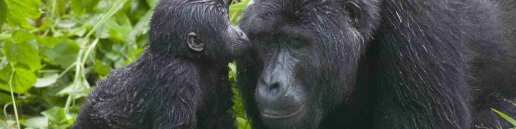 Gorilla habituation vs gorilla trekking