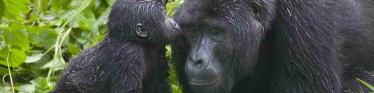 Gorilla Trekking Uganda vs Rwanda comparison showing mountain gorilla trekking experiences in East Africa