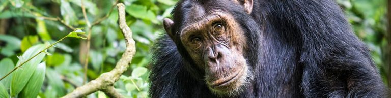 10 Days Wildlife, Chimpanzee & Gorilla Tracking