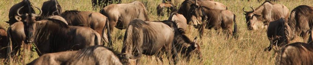 11-day Tanzania great migration- Mara River Safari and Zanzibar