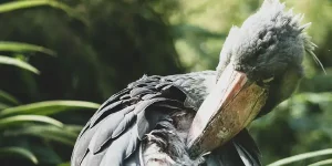 16-Day Uganda Birding and Primate Safari