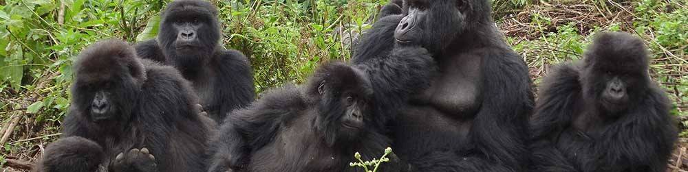 2-day-rwanda-gorilla-tour.