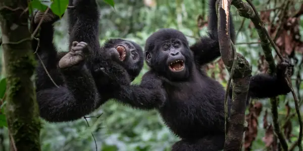 Uganda Gorilla Trekking 2026
