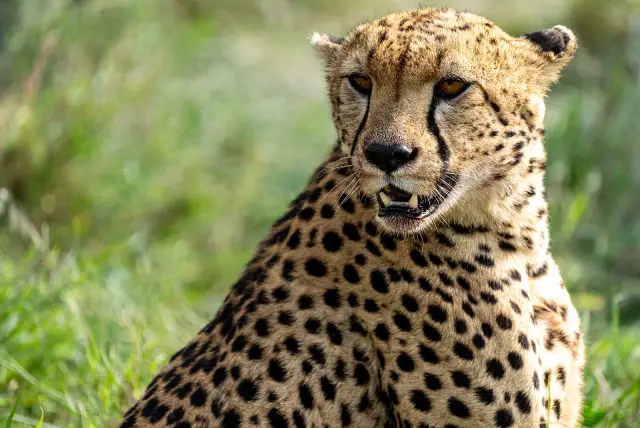 3 Day Serengeti National Park Safari