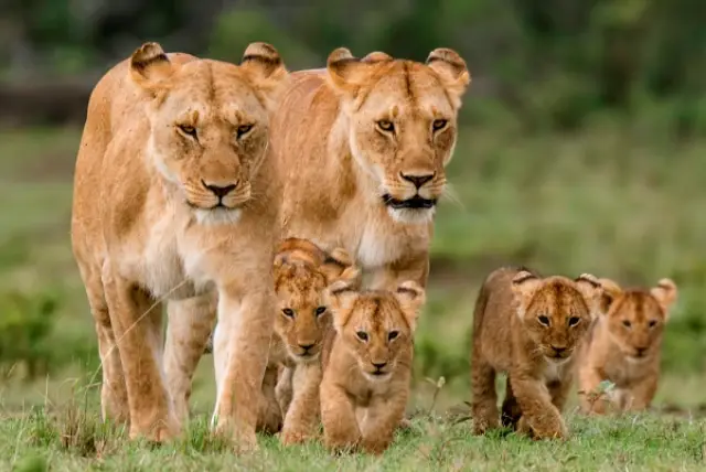 3 Days Masai Mara Safari