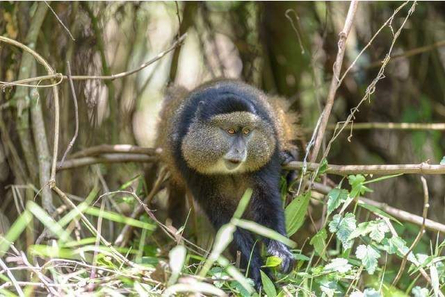 4 Day Mgahinga gorilla and golden monkey experience safari