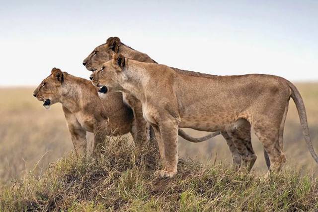 8 Day Tanzania Safari