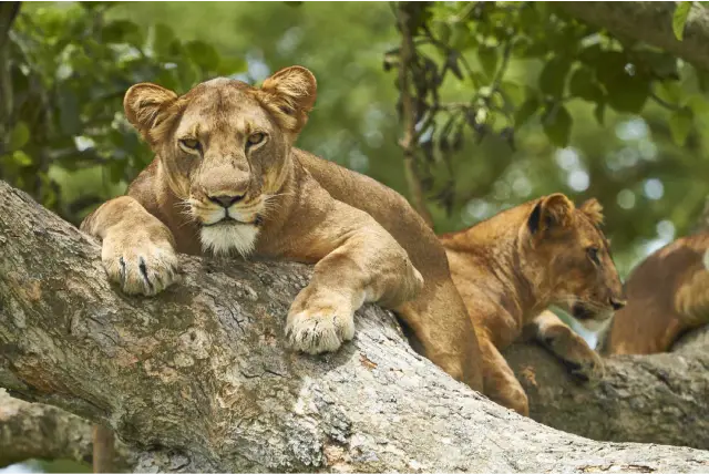 4 Days Queen Elizabeth Wildlife Safari