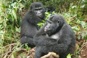 bwindi gorilla
