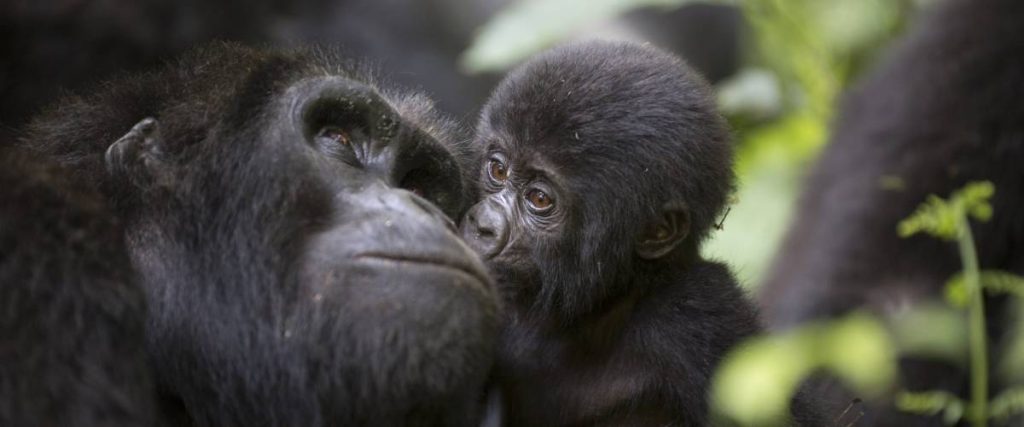 16 DAYS UGANDA LUXURY SAFARI