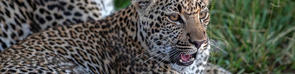 3 Day Serengeti National Park Safari