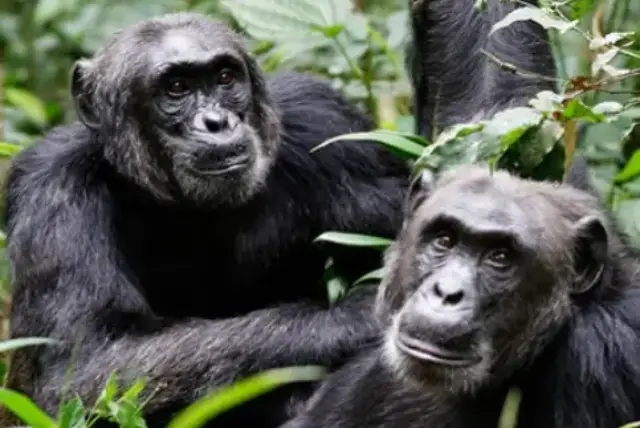 chimpanzee civir war