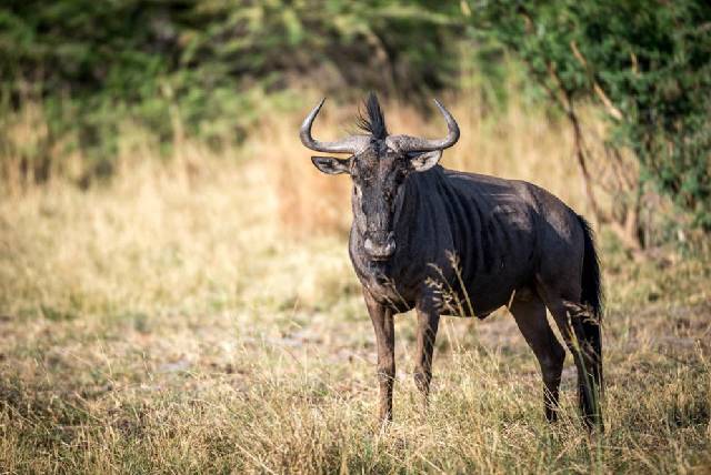 7 Days Tanzania Experience Safari
