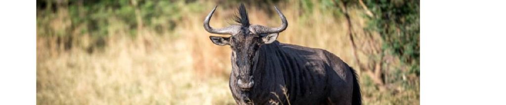 7 Days Tanzania Experience Safari