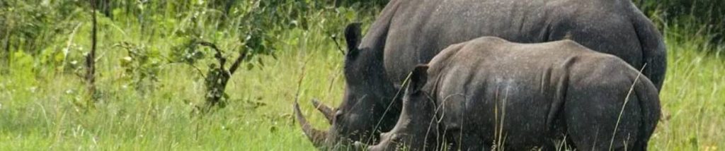 6 Day Tanzania and Zanzibar beach Safari