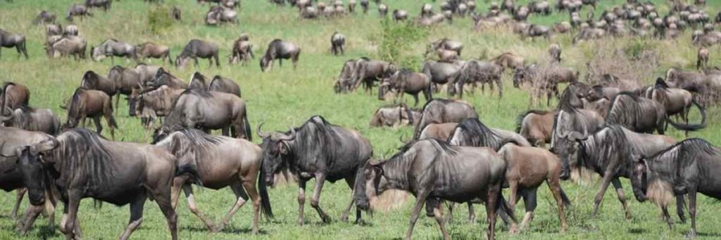 Best Time to Visit Masai Mara: The Ultimate Safari Guide for an Unforgettable African Adventure