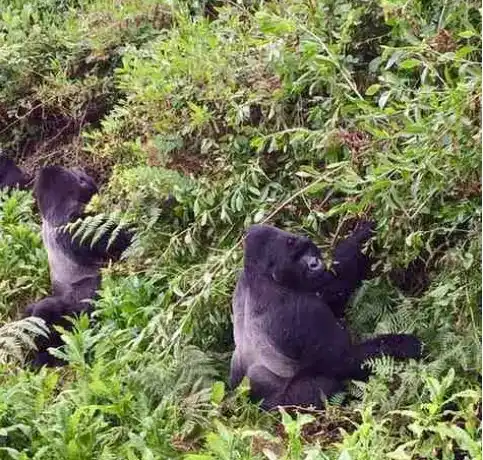 Bwindi-Impenetrable-National-Park