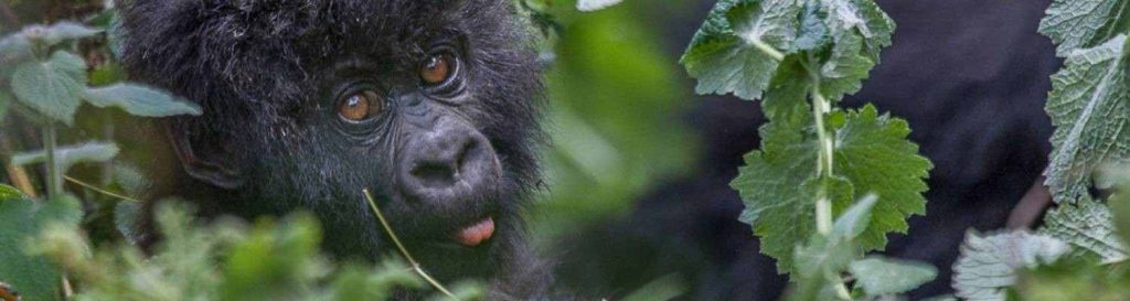 Uganda vs Rwanda Gorilla Trekking