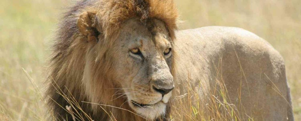 East African Safari Cost Explained