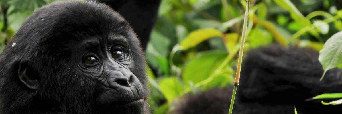 How Much Does Gorilla Trekking Cost in Uganda in 2026?