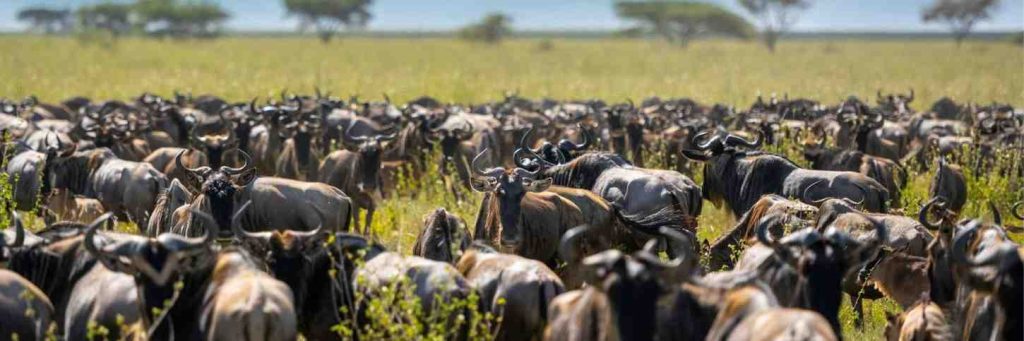 The Ultimate East Africa Adventure