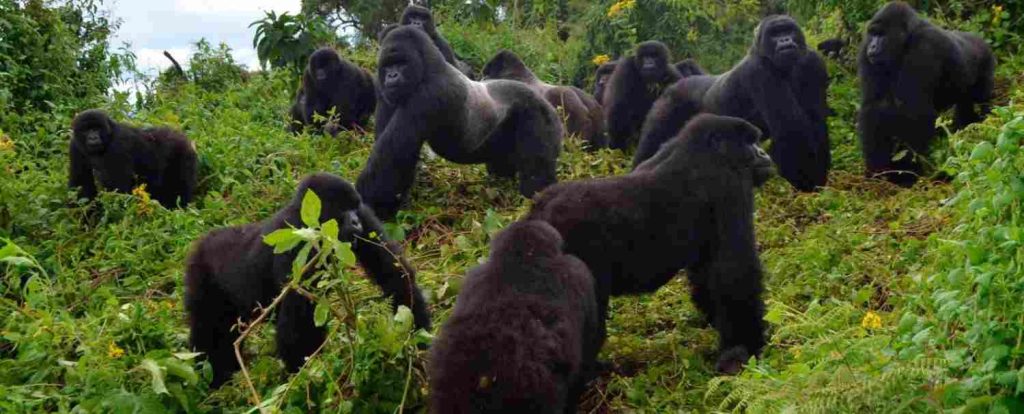 best time to visit uganda for gorilla trekking