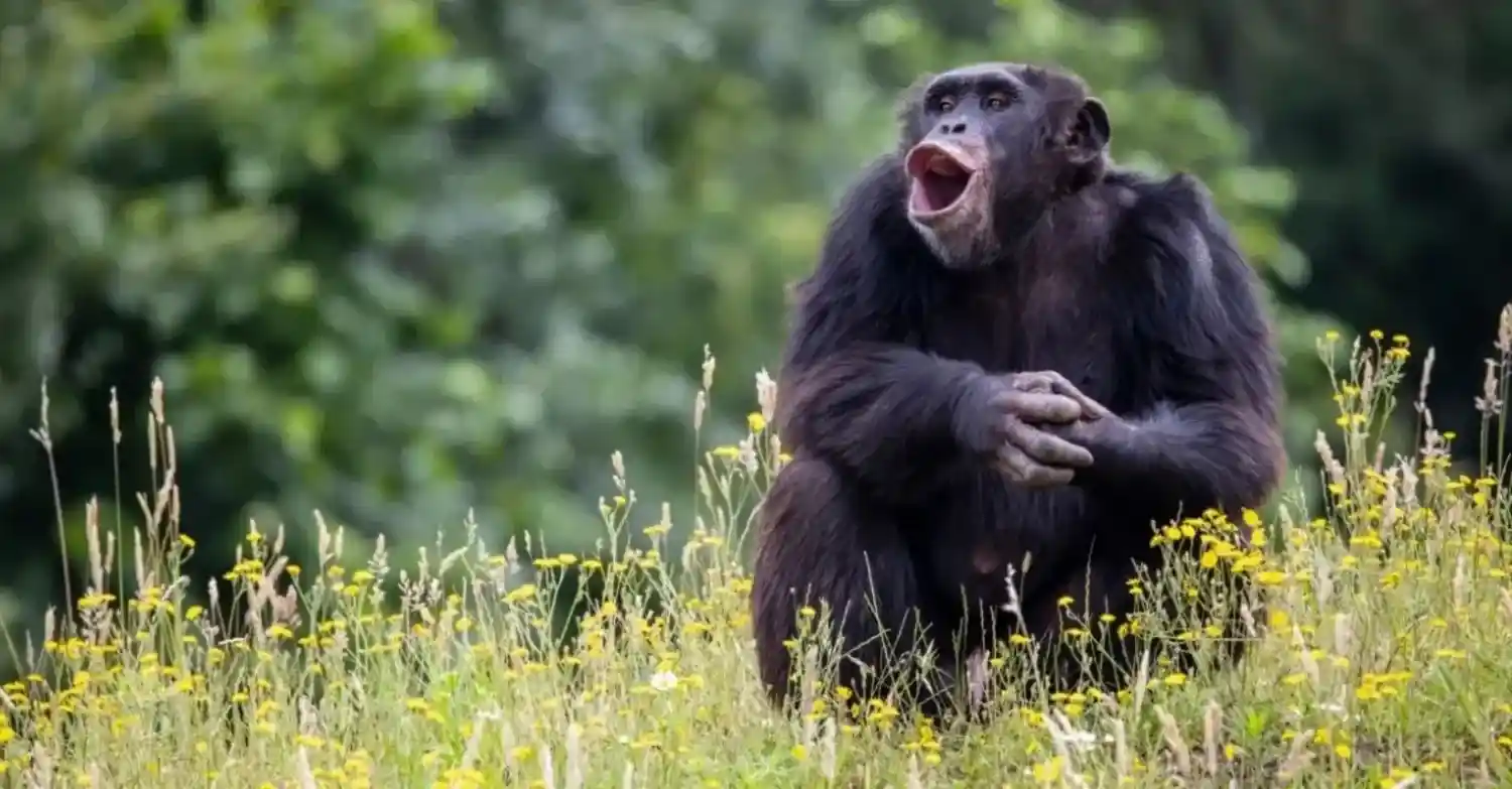 12-day-uganda-rwanda-tanzania-safari-expedition