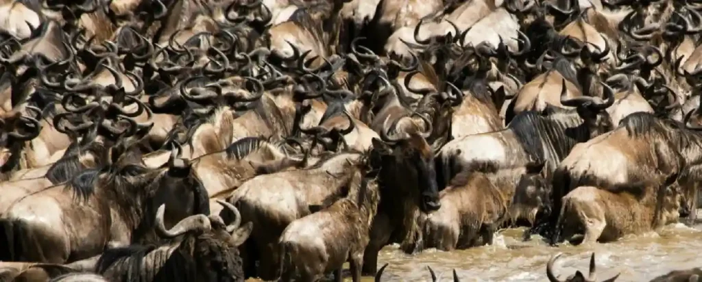 great-migration-tanzania