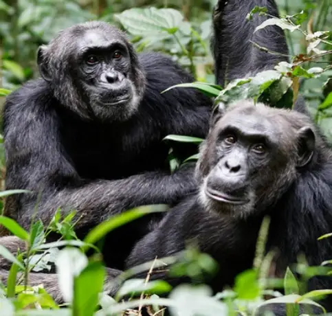 kibale national park