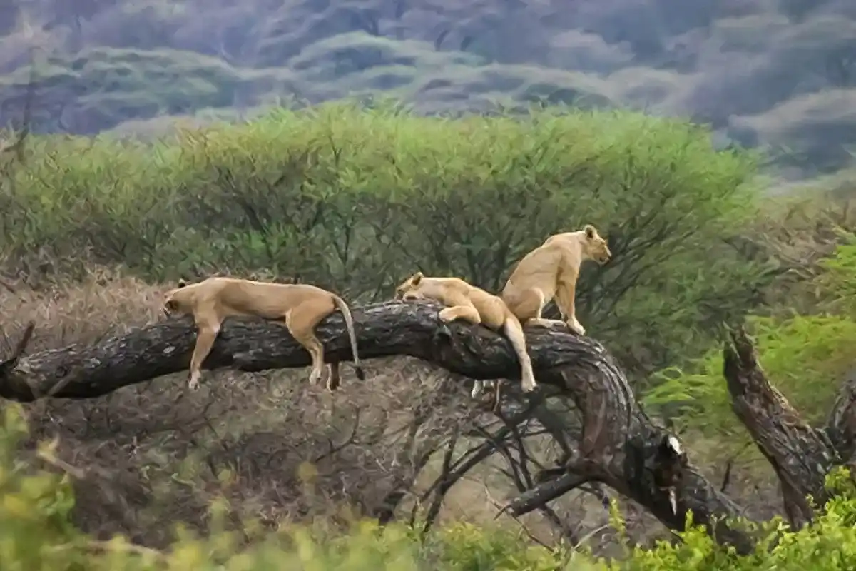 manyara_tree_lions_tanzania