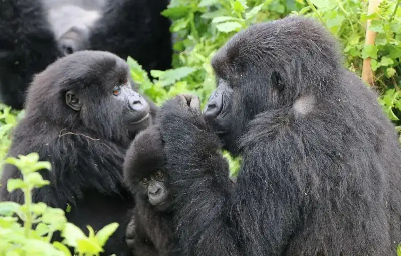 gorilla trekking in uganda