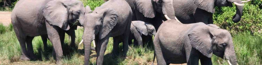 Tarangire National park