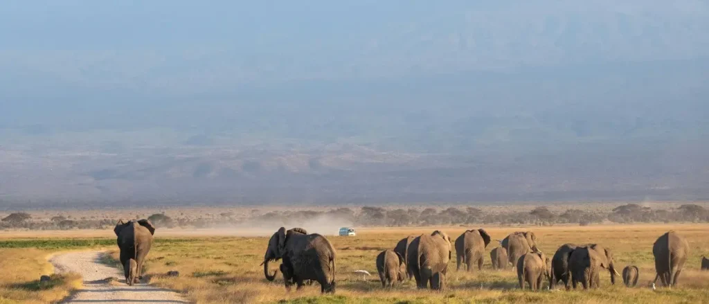 Amboseli & Maasai Mara Luxury Fly-in Safari