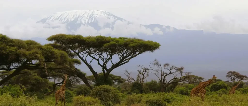 Best of Kenya Luxury Fly-in Safari