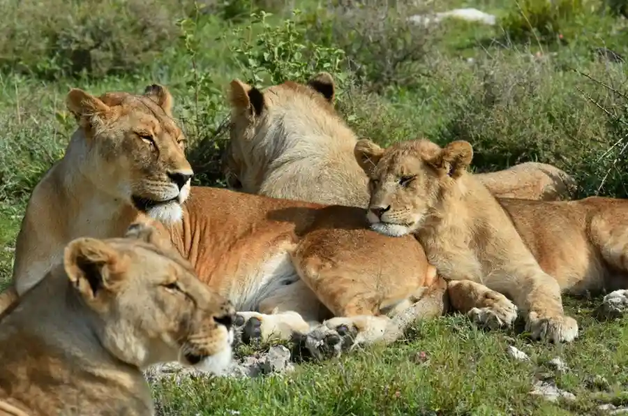 Family safaris
