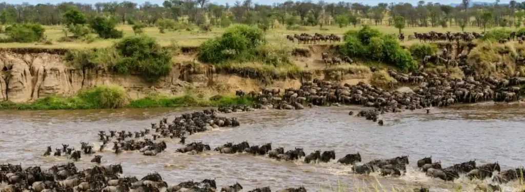 How to Choose the Best Great Migration Safari