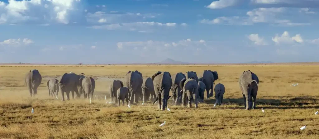 Luxury Amboseli Safari Escape