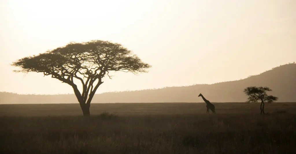 Luxury Kenya Tanzania Safari & Mnemba Island