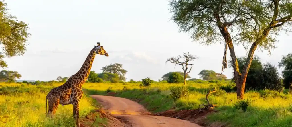 Tanzania Honeymoon Safari & Zanzibar Beach Escape