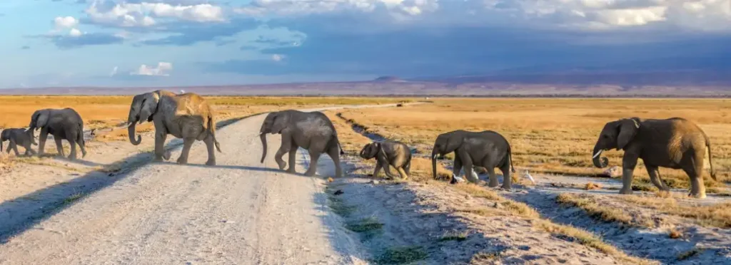 Amboseli national park, KENYA