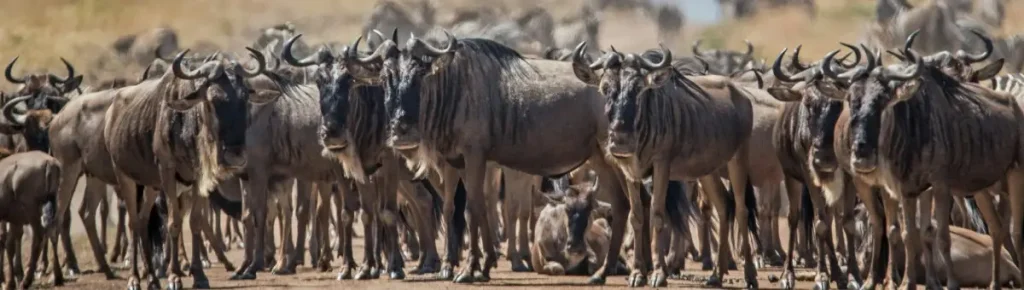 great-migration