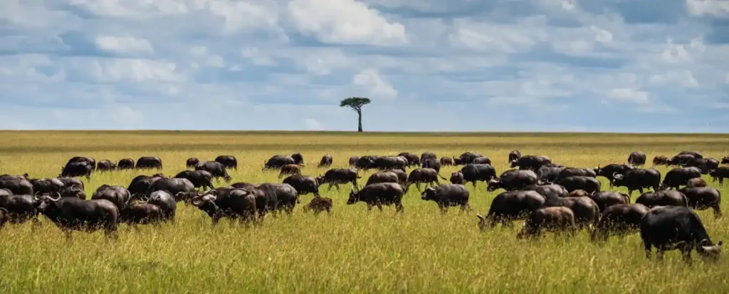 kidepo valley national park