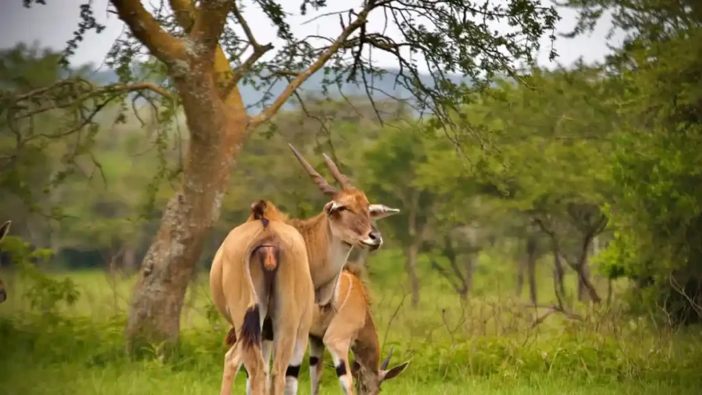 lake mburo national park