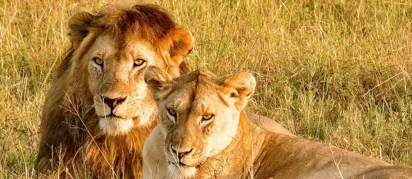 masai mara luxury safari