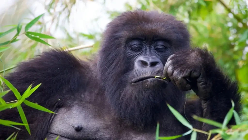 mountain gorilla