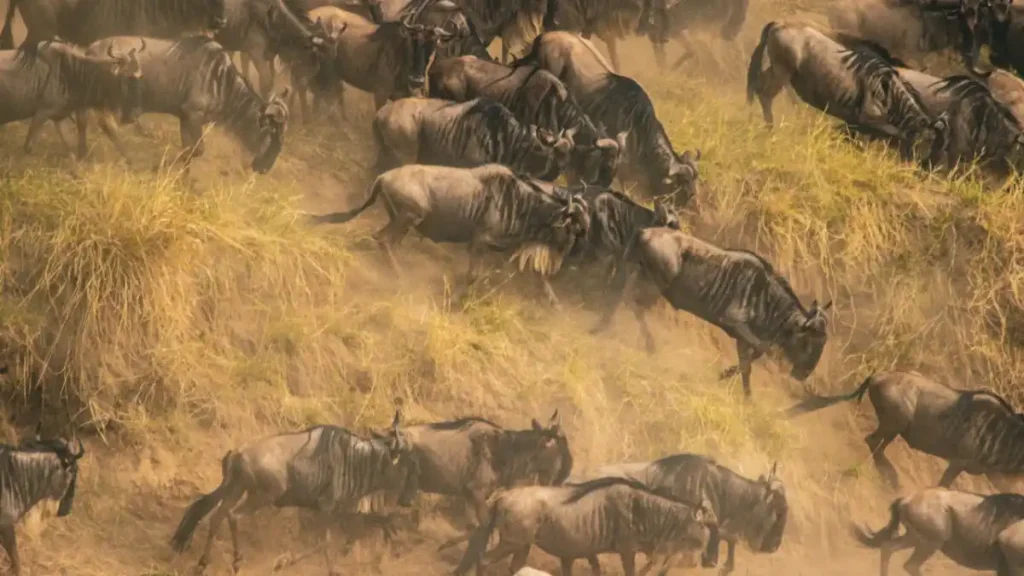river mara crossing